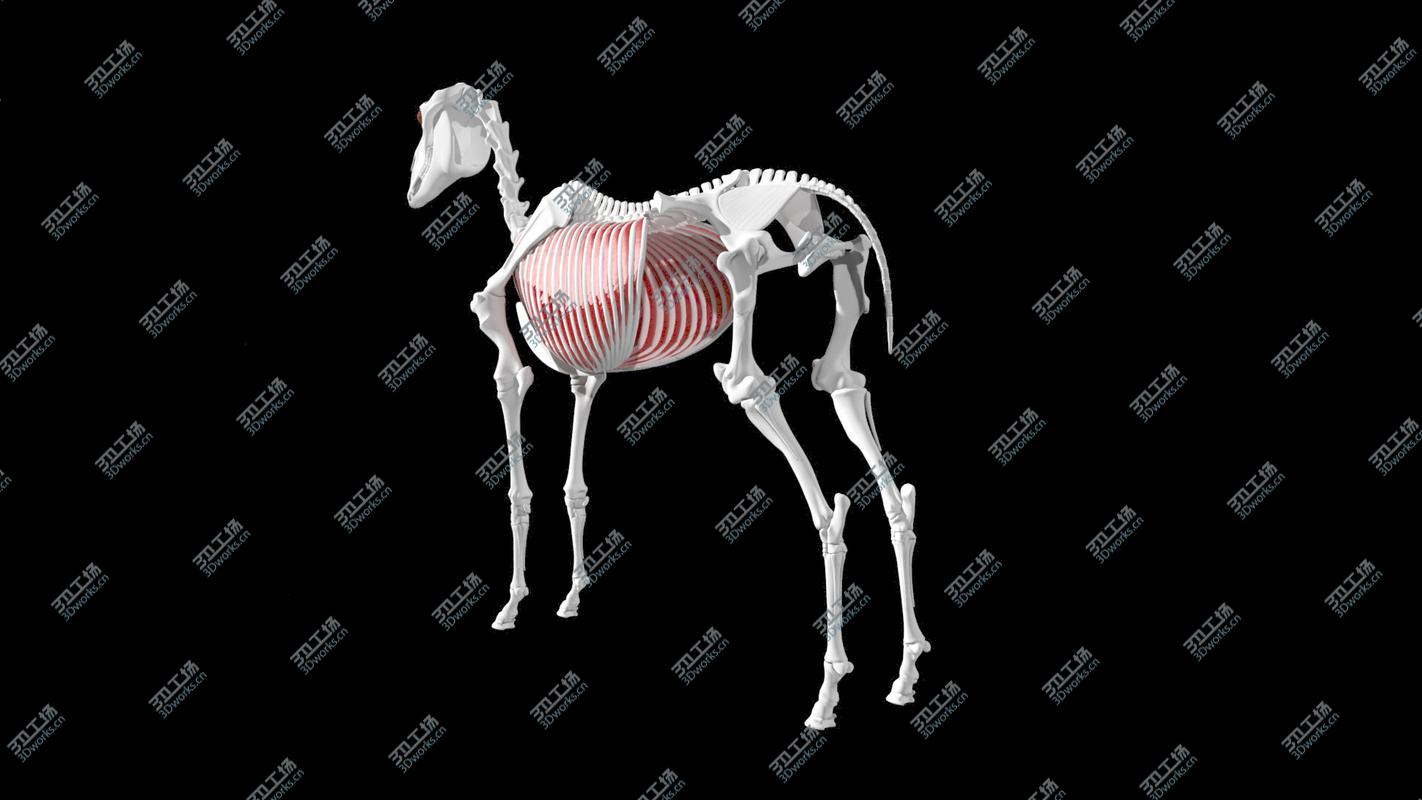 images/goods_img/2021040161/Horse Anatomy/2.jpg